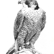 Falcon - SOLD
