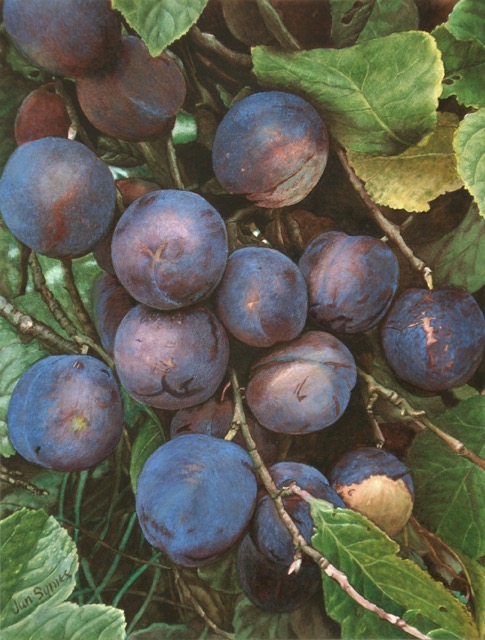 Plums - SOLD