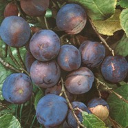 Plums - SOLD